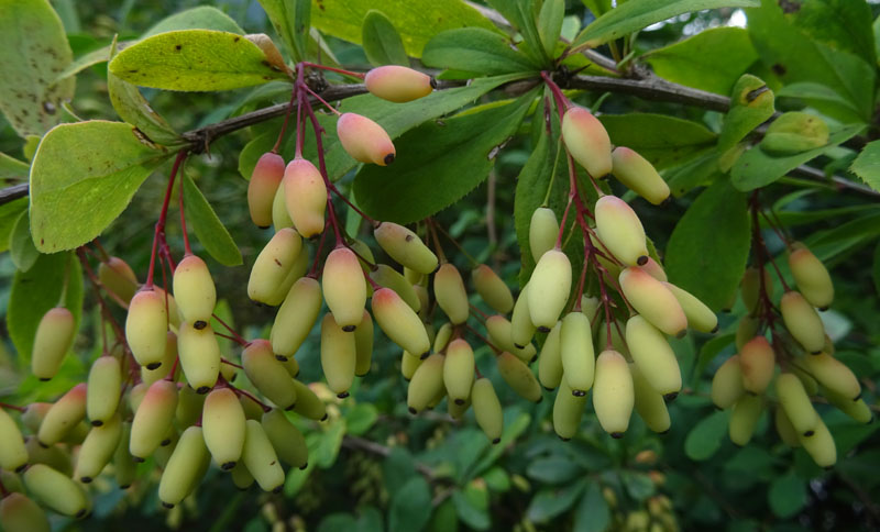 Berberis vulgaris - Berberidaceae: Crespino comune